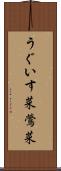 うぐいす菜 Scroll