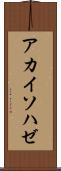 アカイソハゼ Scroll