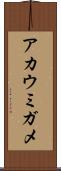アカウミガメ Scroll