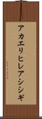 アカエリヒレアシシギ Scroll