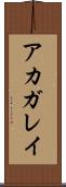 アカガレイ Scroll