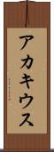 アカキウス Scroll