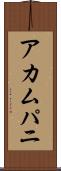 アカムパニ Scroll