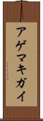アゲマキガイ Scroll