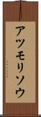 アツモリソウ Scroll
