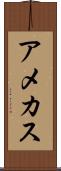 アメカス Scroll