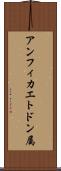 アンフィカエトドン属 Scroll
