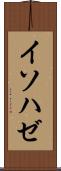 イソハゼ Scroll