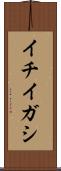 イチイガシ Scroll