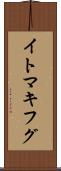 イトマキフグ Scroll