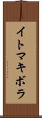 イトマキボラ Scroll