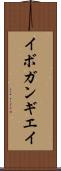 イボガンギエイ Scroll