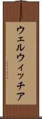 ウェルウィッチア Scroll