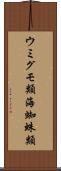 ウミグモ類 Scroll