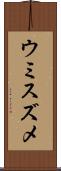 ウミスズメ Scroll