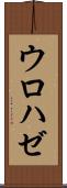 ウロハゼ Scroll