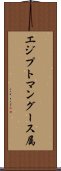 エジプトマングース属 Scroll