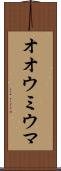 オオウミウマ Scroll