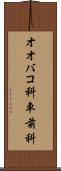 オオバコ科 Scroll