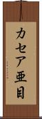 カセア亜目 Scroll