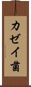カゼイ菌 Scroll