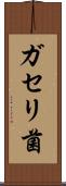 ガセリ菌 Scroll