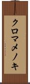 クロマメノキ Scroll