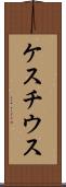 ケスチウス Scroll