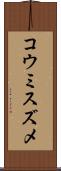 コウミスズメ Scroll