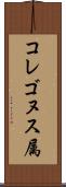 コレゴヌス属 Scroll