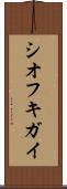 シオフキガイ Scroll
