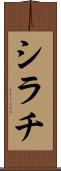 シラチ Scroll