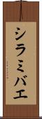 シラミバエ Scroll