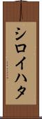 シロイハタ Scroll
