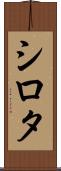 シロタ Scroll