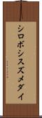 シロボシスズメダイ Scroll