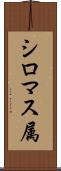 シロマス属 Scroll