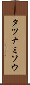 タツナミソウ Scroll