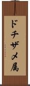 ドチザメ属 Scroll