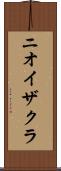 ニオイザクラ Scroll