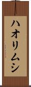 ハオリムシ Scroll