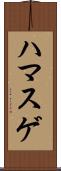 ハマスゲ Scroll