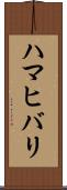 ハマヒバリ Scroll