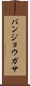バンジョウガサ Scroll