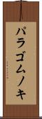 パラゴムノキ Scroll
