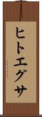 ヒトエグサ Scroll