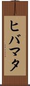 ヒバマタ Scroll