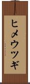 ヒメウツギ Scroll