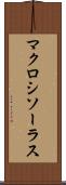 マクロシソーラス Scroll