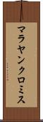 マラヤンクロミス Scroll